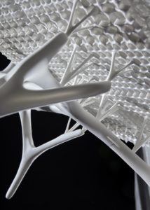 Radiolaria #1